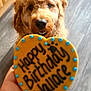 animal, birthday_message, blue_dots, brown_fur, celebration, close_up, cookie, curly_fur, cute, dog, focus, food, greeting, hand, heart_shaped, homedecor, indoor, kitchen_floor, pet, treat