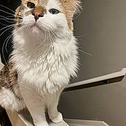 Todd joined the competition — help win amazing prizes! cat, pet, animal, feline, fluffy, white_fur, tabby, whiskers, portrait, standing, indoors, home, ledge, staircase, railing, wood_floor, gray_wall, blue_eyes, cute, funny
