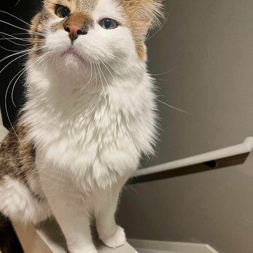 Todd joined the competition — help win amazing prizes! cat, pet, animal, feline, fluffy, white_fur, tabby, whiskers, portrait, standing, indoors, home, ledge, staircase, railing, wood_floor, gray_wall, blue_eyes, cute, funny