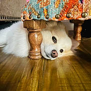 Vinnie is registered to the contest to win money with this photo: dog, white_dog, wooden_floor, furniture_leg, patterned_fabric, indoor, pet, canine, floor, resting, lying_down, cozy, close_up, animal, home, relaxed, cute, fur, domestic_animal, calm