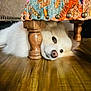 dog, white_dog, wooden_floor, furniture_leg, patterned_fabric, indoor, pet, canine, floor, resting, lying_down, cozy, close_up, animal, home, relaxed, cute, fur, domestic_animal, calm