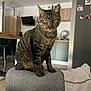Vaghar participe au concours pour gagner de l'argent avec cette photo : animal, appliance, cat, couch, curious, domestic, ears, eyes, fur, furniture, gray, home, indoor, kitchen, modern, pet, refrigerator, sitting, tabby_cat, whiskers