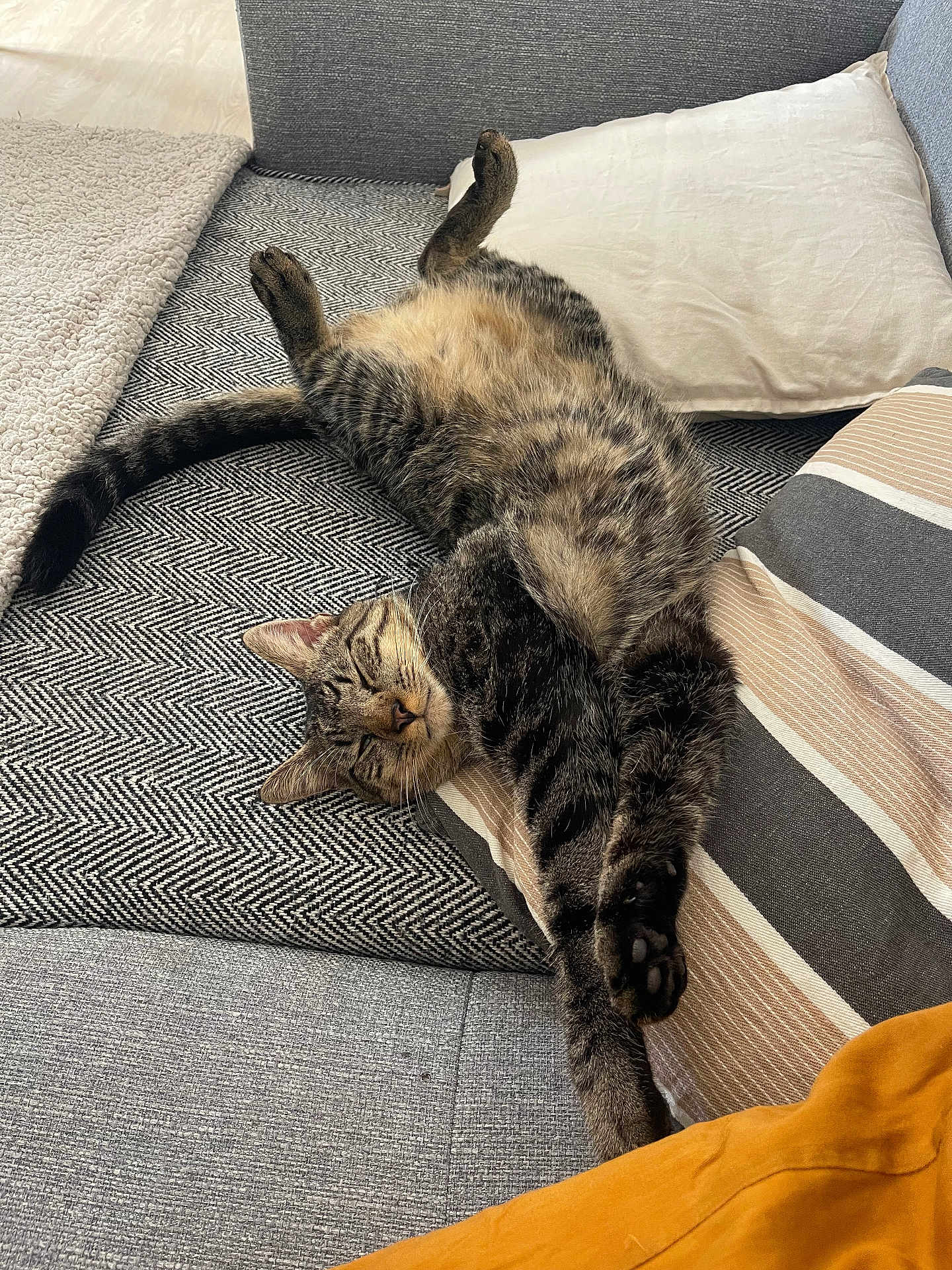 Vaghar a rejoint le concours — aidez-le/la à gagner de superbes lots ! animal, blanket, cat, comfort, couch, cozy, cute, feline, fur, home, indoor, paw, pet, pillow, relaxed, resting, sleeping, striped, tabby, whiskers