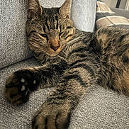 Vaghar a rejoint le concours — aidez-le/la à gagner de superbes lots ! animal, cat, closeup, couch, cozy, ears, feline, fur, furniture, home, indoor, paw, pet, relaxed, resting, sleepy, soft, striped, tabby, whiskers