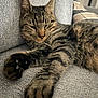 animal, cat, closeup, couch, cozy, ears, feline, fur, furniture, home, indoor, paw, pet, relaxed, resting, sleepy, soft, striped, tabby, whiskers