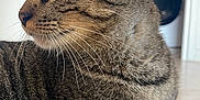 Vaghar a rejoint le concours — aidez-le/la à gagner de superbes lots ! animal, cat, close_up, domestic_cat, ears, feline, fur_texture, household, indoor, laundry_machine, looking_away, pet, portrait, relaxed, side_profile, striped_fur, tabby, whiskers, wooden_floor, yellow_eyes