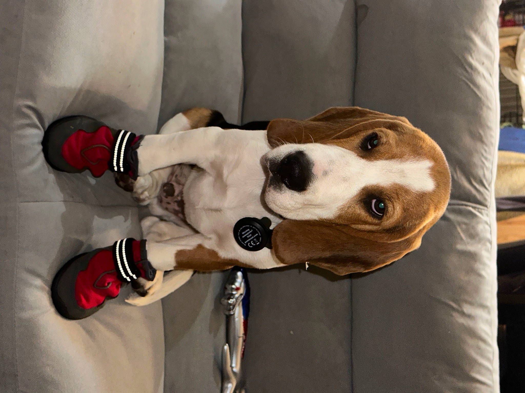 Griffin joined the competition — help win amazing prizes! canidae, carnivore, collar, comfort, companion_dog, costume, dog, dog_breed, dog_collar, dog_supply, fashion_accessory, fawn, fur, leash, pet_supply, pillow, sleeve, sporting_group, wood, working_animal