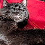 black_cat, cat, feline, whiskers, long_whiskers, black_fur, fur, sleeping, napping, relaxed, pet, couch, red_couch, sofa, upholstery, close_up, portrait, indoor, ears, cozy