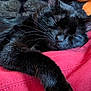 black_cat, cat, sleeping, nap, whiskers, paw, red_blanket, blanket, fur, close_up, cozy, indoor, plush_toy, stitching, bedding, portrait, relaxed, cute, ear, pet