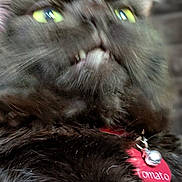 Tomato is registered to the contest to win money with this photo: cat, black_cat, pet, close_up, green_eyes, teeth, whiskers, fur, collar, bell, pet_tag, indoor, blur, motion_blur, portrait, looking_up, cute, feline, fluffy, low_light