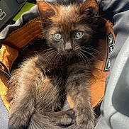 Klaus joined the competition — help win amazing prizes! animal, black_cat, cat, closeup, cozy, curious, cute, domestic_animal, eyes, feline, fur, indoor, kitten, pet, portrait, resting, soft, sunlight, whiskers, young