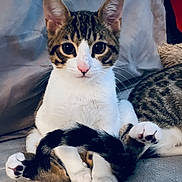 Barrel is registered to the contest to win money with this photo: cat, kitten, pet, paws, tail, whiskers, pink_nose, sitting, couch, blanket, bed, indoor, portrait, looking_at_camera, ears, fur, tabby, white_fur, close_up, cute