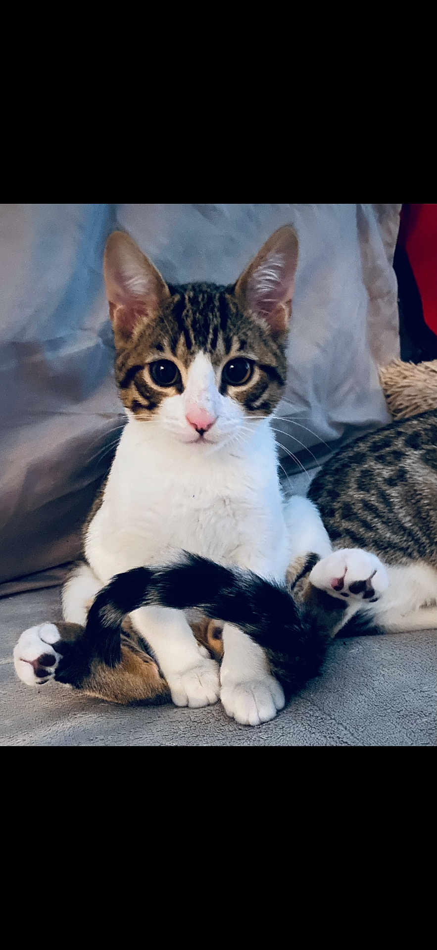 Barrel is registered to the contest to win money with this photo: cat, kitten, pet, paws, tail, whiskers, pink_nose, sitting, couch, blanket, bed, indoor, portrait, looking_at_camera, ears, fur, tabby, white_fur, close_up, cute