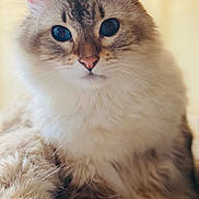 Cheech joined the competition — help win amazing prizes! animal, cat, closeup, cute, domestic, ears, eyes, face, feline, fluffy, fur, indoor, laying, mammal, paw, pet, portrait, relaxed, soft, whiskers