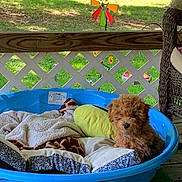 Luke joined the competition — help win amazing prizes! puppy, dog, blanket, pillow, blue_pool, porch, grass, outdoor, pet, cute, furry, resting, cozy, toy, sunlight, wooden_floor, wicker_chair, colorful_wind_spinner, nature, relaxing