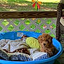 blanket, blue_pool, colorful_wind_spinner, cozy, cute, dog, furry, grass, nature, outdoor, pet, pillow, porch, puppy, relaxing, resting, sunlight, toy, wicker_chair, wooden_floor