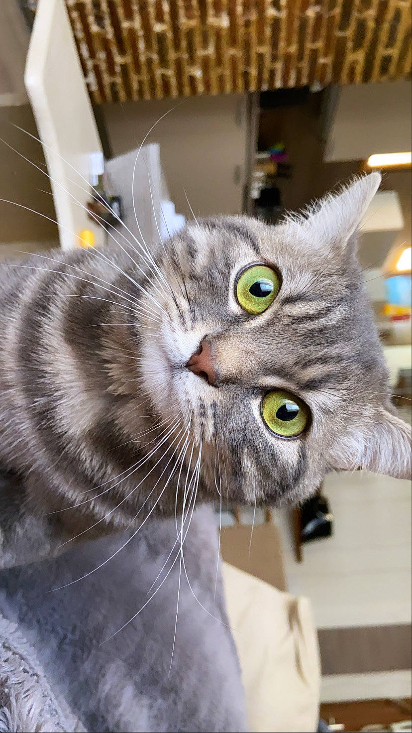 Pita participe au concours pour gagner de l'argent avec cette photo : american_curl, american_shorthair, american_wirehair, asian, british_semi_longhair, british_shorthair, carnivore, cat, domestic_short_haired_cat, dragon_li, european_shorthair, eye, felidae, fur, mammal, small_to_medium_sized_cats, snout, tabby_cat, whiskers
