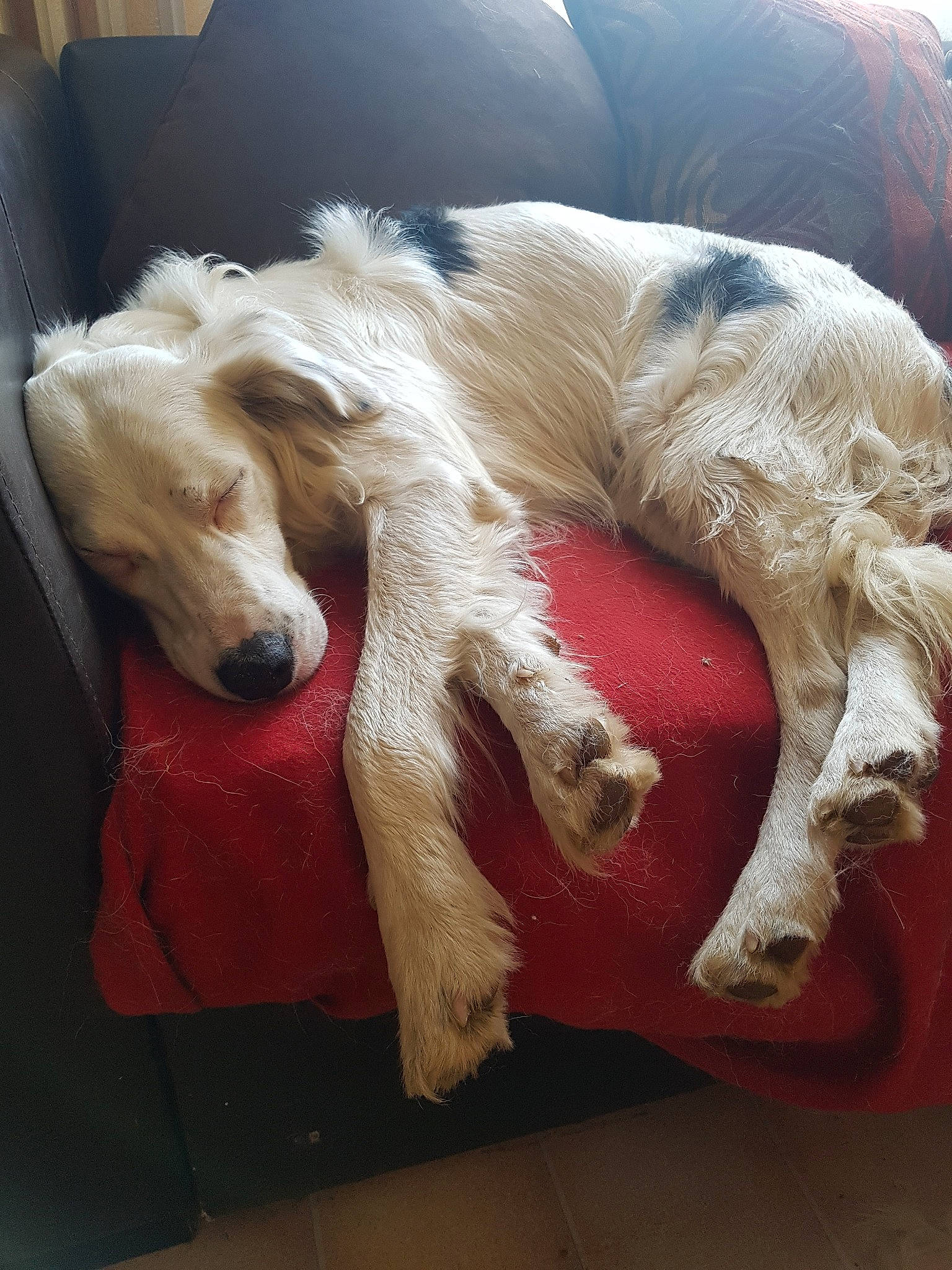 Jul participe au concours pour gagner de l'argent avec cette photo : afghan_hound, american_cocker_spaniel, canidae, carnivore, companion_dog, dog, dog_breed, grand_basset_griffon_vendeen, mammal, petit_basset_griffon_vendeen, saluki, silken_windhound, spaniel, spinone_italiano, sporting_group