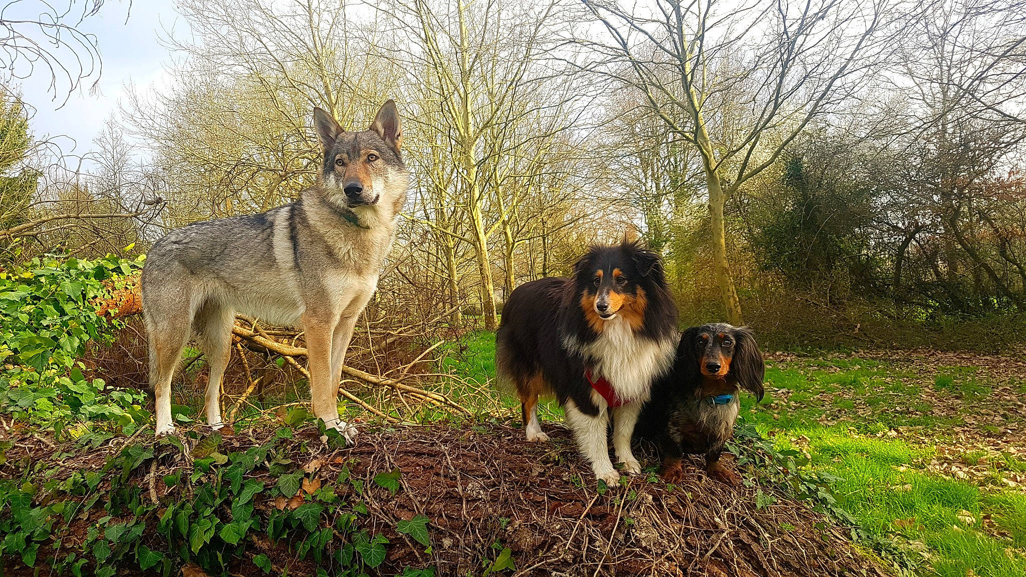 Near participe au concours pour gagner de l'argent avec cette photo : australian_shepherd, canidae, canis, carnivore, collie, czechoslovakian_wolfdog, dog, dog_breed, herding_dog, mammal, rough_collie, seppala_siberian_sleddog, sporting_group, vertebrate, wildlife, working_dog
