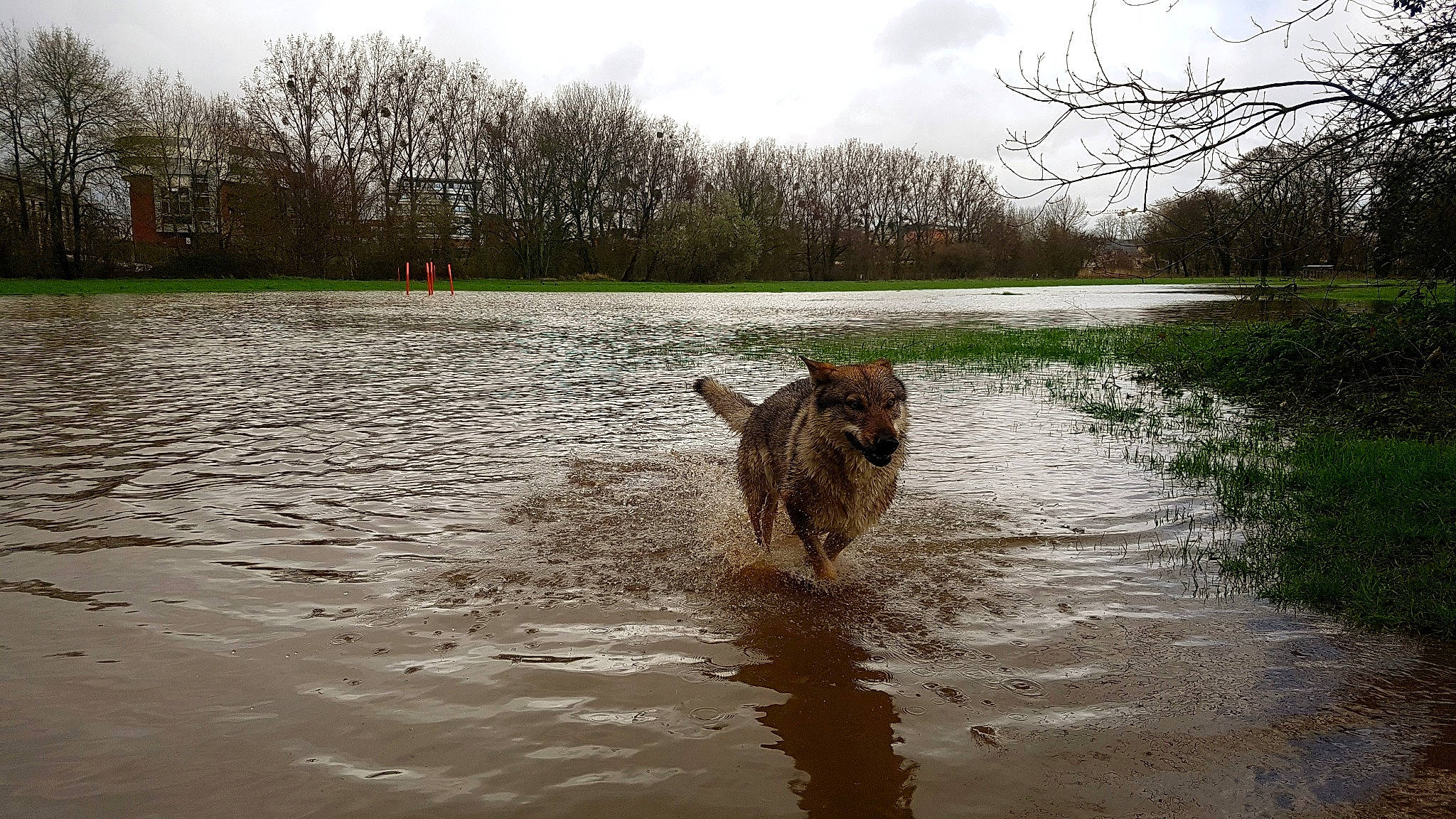 Near a rejoint le concours — aidez-le/la à gagner de superbes lots ! airedale_terrier, bank, canidae, carnivore, dog, dog_breed, guard_dog, hovawart, leonberger, river, sporting_group, watercourse, working_dog