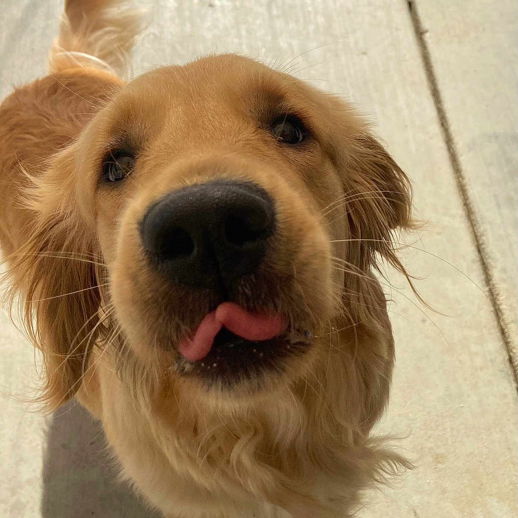 Koda joined the competition — help win amazing prizes! animal, bodypart, canine, cockerspaniel, dog, goldenretriever, hound, labradorretriever, mouth, person, pet, puppy, snout, teeth, terrier, tongue