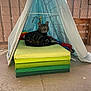 animal, bed, bedroom, canine, cat, dog, dogbed, furniture, indoors, pet, room