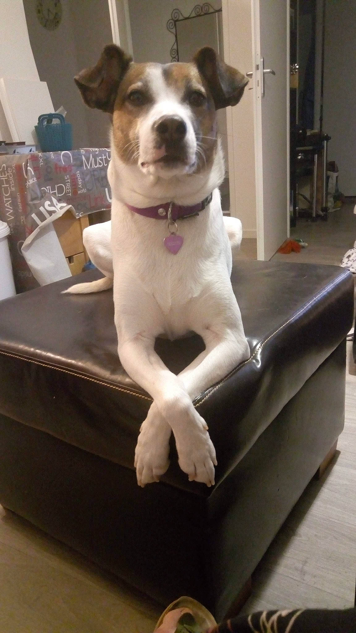 Luce a rejoint le concours — aidez-le/la à gagner de superbes lots ! ancient_dog_breeds, canidae, carnivore, collar, comfort, companion_dog, couch, dog, dog_breed, dog_collar, fawn, flooring, fur, pet_supply, shelf, snout, sporting_group, toy_dog, whiskers, working_animal