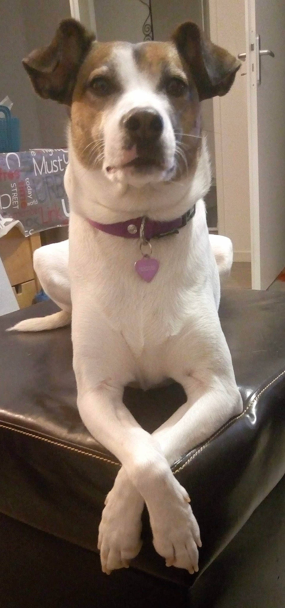 Luce participe au concours pour gagner de l'argent avec cette photo : canidae, carnivore, collar, companion_dog, dog, dog_breed, dog_collar, dog_supply, fawn, fur, leash, paw, pet_supply, snout, sporting_group, tail, terrier, whiskers, working_animal, working_dog