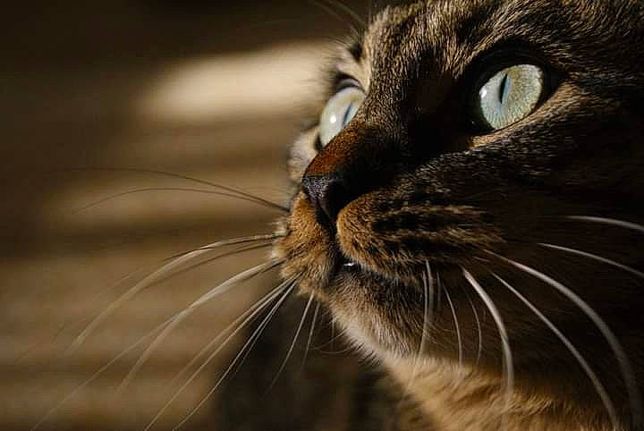 Kyria participe au concours pour gagner de l'argent avec cette photo : carnivore, cat, darkness, domestic_short_haired_cat, ear, felidae, fur, macro_photography, mammal, small_to_medium_sized_cats, snout, terrestrial_animal, vertebrate, whiskers, wildlife
