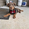 puppy, dog, bow_tie, harness, brown_fur, lying_down, outdoor, doorstep, porch, concrete, doormat, ladder, propane_tank, house, siding, pet, collar, cute, portrait, daylight