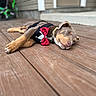 dog, sleeping, pet, animal, bow_tie, formalwear, black_clothing, red_accessory, collar, outdoor, wooden_deck, porch, relaxed, resting, closed_eyes, brown_fur, tan_fur, portrait, shallow_depth_of_field, funny