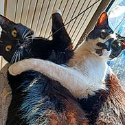 Archie Et Cachou participe au concours pour gagner de l'argent avec cette photo : cat, cats, black_cat, white_cat, animal, pet, furry, fur, embrace, window, sunlight, indoor, whiskers, playful, closeup, cute, curious, two_animals, domestic_cat, companionship
