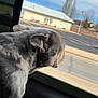 american_flag, building, car_window, close_up, curious, dog, ears, grey_coat, looking_out_window, parking_lot, pet, pitbull, portrait, road, short_hair, side_profile, sky, snout, travel, white_markings