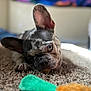 bokeh, brindle, carpet, chewing, close_up, dog, focus_on_eye, french_bulldog, green_toy, indoor, one_ear_up, paws, pet, playful, portrait, puppy, relaxed, shallow_depth_of_field, toy, whimsical
