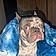 Rockie