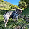 dog, french_bulldog, outdoor, grass, greenery, blue_sky, sunlight, trees, nature, pet, animal, canine, portrait, standing, daylight, snout, ears, short_hair, expression, landscape