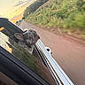 animal, canine, car, clouds, dog, french_bulldog, greenery, landscape, motion_blur, nature, outdoor, pet, road, scenic, sky, sunset, travel, trees, vehicle, window