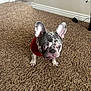 baseboard, bulldog, carpet, cute, dog, ears, eyes, face, floor, french_bulldog, home_interior, indoor, outlet, paws, pet, portrait, red_sweater, small_dog, stare, wall