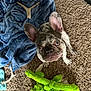 antler, blanket, brindle, carpet, close_up, cozy, cute, dog, ears, french_bulldog, green_toy, home, indoor, looking_up, pet, plush_toy, portrait, puppy, sitting, toy
