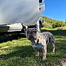 Rockie joined the competition — help win amazing prizes! dog, french_bulldog, grass, outdoor, blue_sky, sunlight, vehicle, car_door, pet, animal, canine, nature, daylight, small_dog, curious, standing, mammal, domestic_animal, shadows, park
