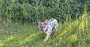 Rockie is registered to the contest to win money with this photo: animal, bushes, canine, curious, daylight, dog, ears_up, exploring, french_bulldog, grass, greenery, landscape, merle_coat, nature, outdoor, pet, small_dog, summer, sunlight, walking