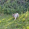 Rockie is registered to the contest to win money with this photo: dog, french_bulldog, outdoor, grass, greenery, bushes, sunlight, pet, animal, canine, nature, walking, exploring, daylight, summer, curious, merle_coat, small_dog, ears_up, landscape
