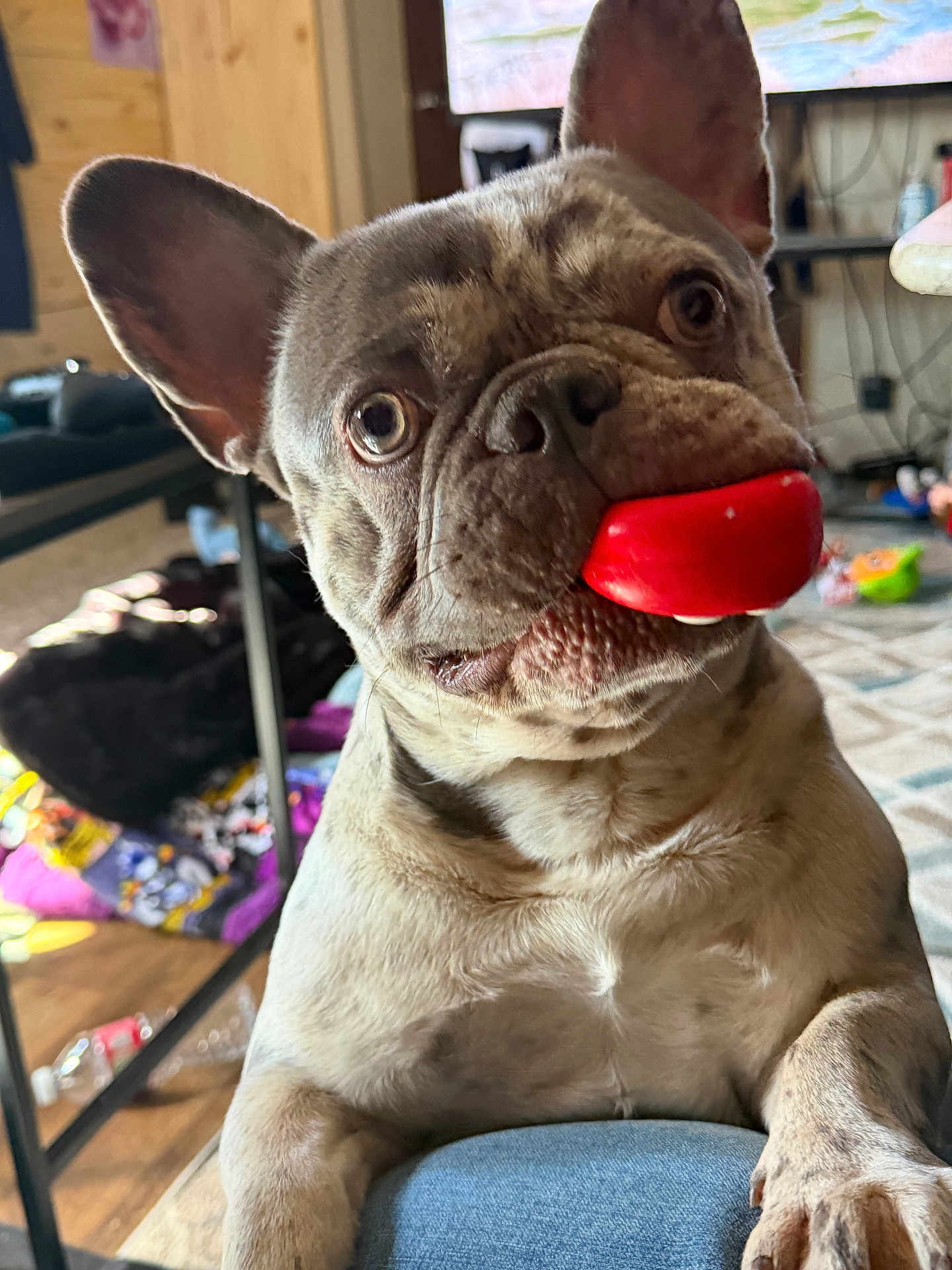 Rockie is registered to the contest to win money with this photo: close_up, clutter, couch, dog, ears, eyes, french_bulldog, fur, indoor, living_room, mouth, paw, pet, playful, portrait, red_toy, rug, snout, table, toy