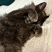 Dusty Roo joined the competition — help win amazing prizes! cat, gray_cat, fluffy, paw, blanket, cozy, sleeping, pet, fur, cute, indoor, resting, animal, relaxed, soft, covering_face, close_up, domestic_cat, cute_pet, nap