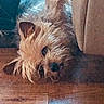 Riley Orouke joined the competition — help win amazing prizes! animal, brown, close_up, couch, cozy, curious, dog, ears, floor, fur, home, indoor, laying_down, light_reflection, nose, pet, relaxed, scruffy, small_dog, wooden_floor