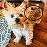 Riley Orouke joined the competition — help win amazing prizes! animal, brown, collar, curious_eyes, cute, dog, domestic_animal, flooring, fluffy, fur, home, indoor, looking_up, pet, rug, small_dog, speech_bubble, valentines_day, white, wooden_floor