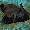 Zeus is registered to the contest to win money with this photo: cat, black_cat, sleeping, cozy, blanket, soft_texture, indoor, pet, feline, resting, cute, fur, closeup, comfort, relaxation, animal, home, nap, calm, quiet