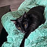 black_cat, cat, pet, animal, feline, indoor, blanket, cozy, furniture, living_room, relaxed, stretching, cute, soft_texture, resting, domestic_animal, home, yellow_eyes, fluffy, calm