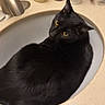 black_cat, cat, sink, bathroom, yellow_eyes, toiletries, soap_bottle, faucet, countertop, domestic_cat, pet, fur, relaxed, curled_up, indoor, animal, looking_back, cleaning_products, household, cozy