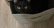 Zeus joined the competition — help win amazing prizes! black_cat, cat, yellow_eyes, storage_bin, fabric_bin, wooden_floor, pet, animal, indoor, hiding, curious, peeking, shadow, domestic_cat, feline, cute, home, flooring, eye_contact, playful